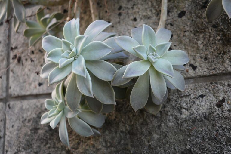 Essential Tips for Keeping Your Houseplants Healthy and Thriving